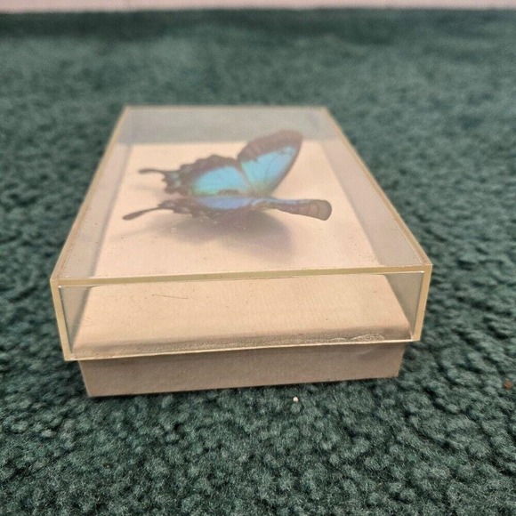 Sea Green Swallowtail Butterfly In Vintage DAX Frame Purchased Puerto Rico 1989 - Picture 4 of 9